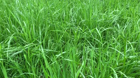 Gently blowing deep green long grass Video stock 164990167