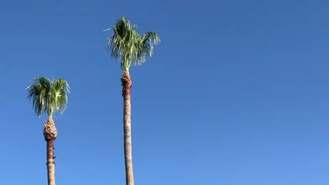 Gently blowing palm trees against a blue sky with copy space Stock Footage 244802950