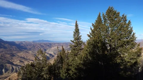 Gently blowing pines against distant mountain vista late afternoon shadows Stock Footage 71194132