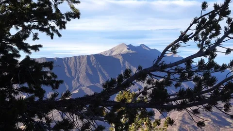 Gently blowing pines underscore distant mountain peak late afternoon shadows Stock Footage 71195424