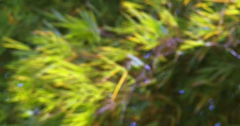 Gently blurred greenery abstract background for creative projects and artistic Stock Footage 345550685
