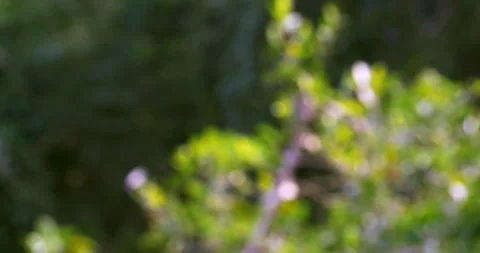 Gently blurred natural landscape featuring lush green leaves and soft dappled Stock Footage 344094376