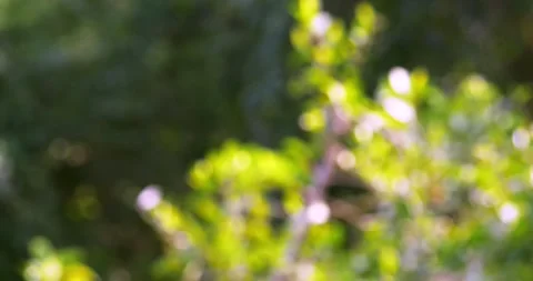Gently blurred nature backdrop featuring lush green leaves and dappled light Stock Footage 342955639