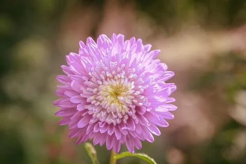 Gently colors Stock Photos
