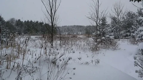 Gently falling snow over rural field, trees and various plants Stock Footage 77476486
