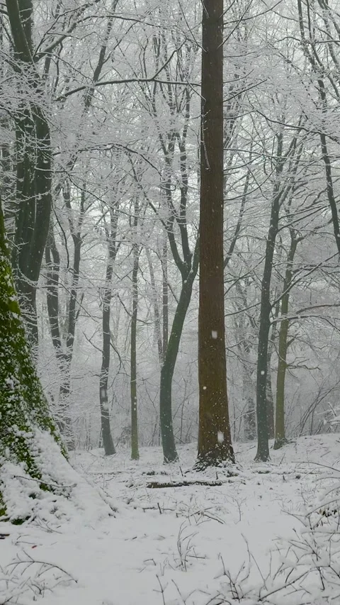 Gently falling snow in a tranquil winter forest Видео 327114686