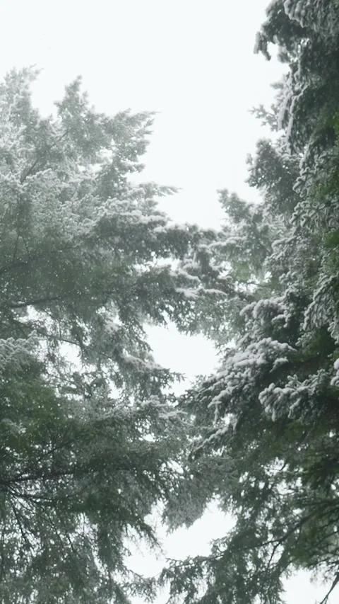 Gently falling snow in a winter forest looking up at pine trees Stock Footage 327114668