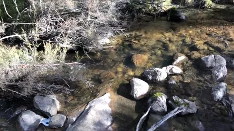 Gently flowing bush stream Stock Footage 345010216