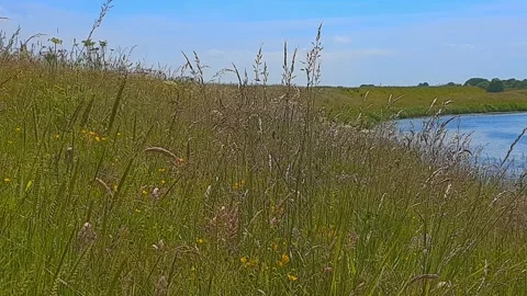 A gently flowing canal through a lush green meadow Stock-Footage 201589992