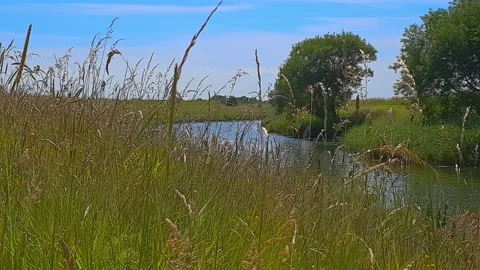 A gently flowing canal through a lush green meadow Stock Footage 201590205