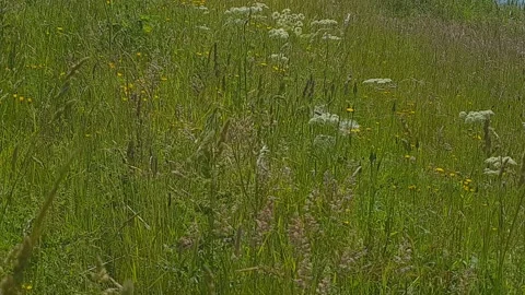 A gently flowing canal through a lush green meadow Stock Footage 201590531