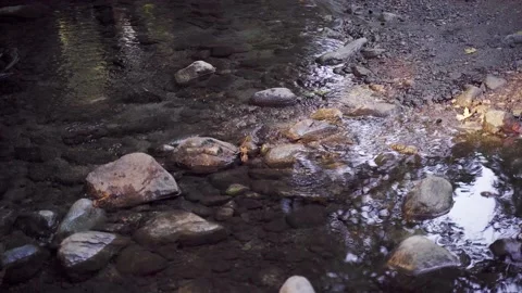 Gently flowing creek close up Stock Footage 221799532