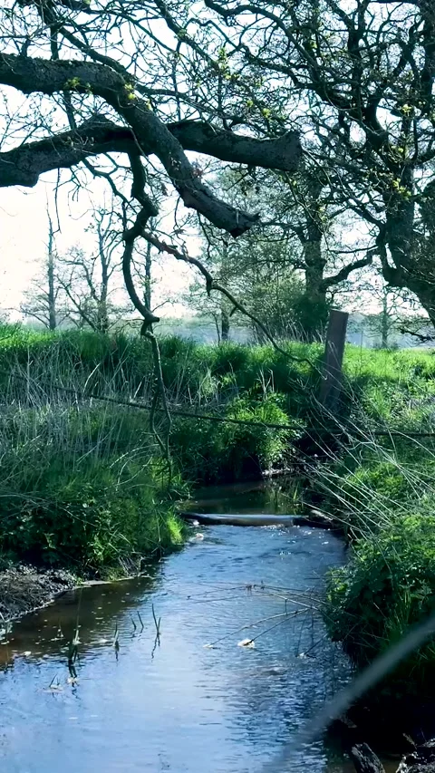 Gently Flowing Creek Running Through Peaceful Spring Landscape Stock Footage 335476399