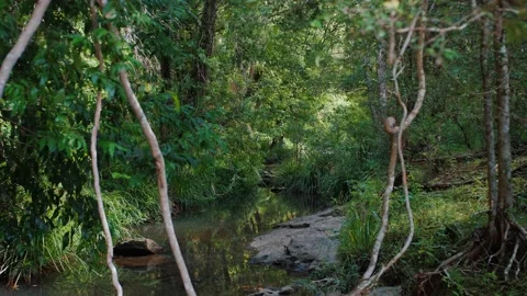 Gently Flowing Freshwater Stream Stock Footage 152681704