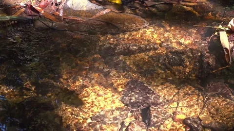 A Gently Flowing Jungle Stream Stock-Footage 154683084
