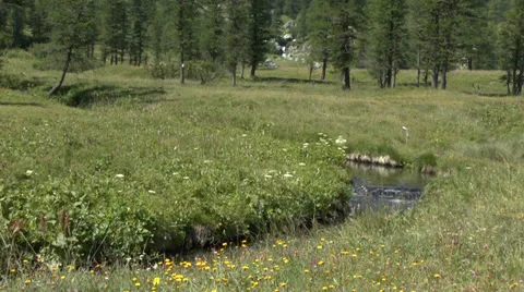 Gently Flowing Mountain Stream 1 Stock Footage 32282731