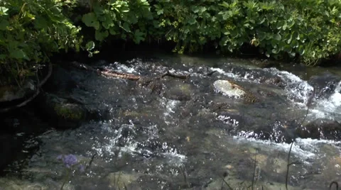 Gently Flowing Mountain Stream 5 Stock Footage 32290959