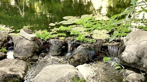 Gently Flowing Water in River Stock Footage 76210561
