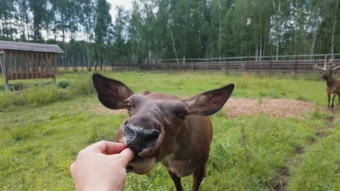 Gently Hand Feeding a Deer While Enjoying a Serene Natural Environment Vídeo Stock 290143961