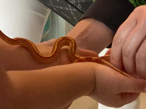 Gently holding a young corn snake, its distinct striped pattern a testament.. Stock Photos
