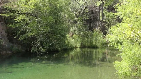 Gently Moving Leaves Creekside Stock Footage 78034649
