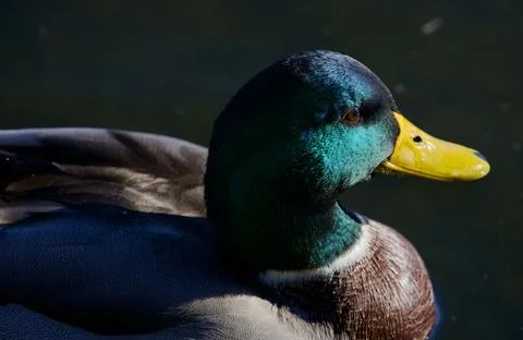 Gently 스톡 사진