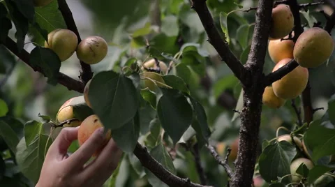 Gently picking organic apricots Stock Footage 43838737
