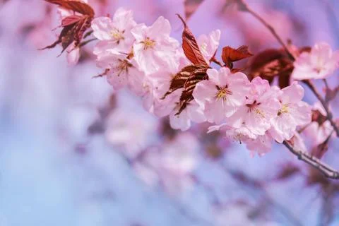 Gently pink cherry tree branch. the concept of the arrival of spring Photos