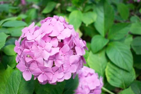 Gently pink hydrangea closeup Stock Photos