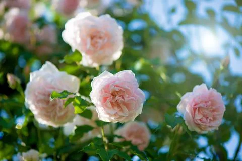 Gently pink roses against blue sky. Rose Garden in the Prague Stock Photos