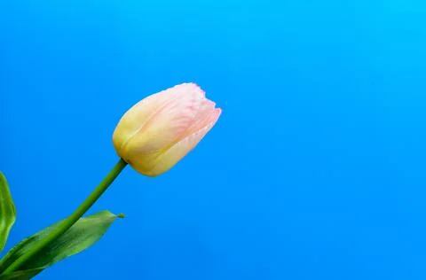 Gently pink tulips on a blue background. Stock Photos