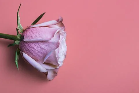 Gently rose on a pacific pink background. Stock Photos