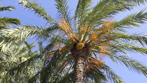 Gently Rotating Low Angle View of Palm Tree with Yellow Seeds in Slow Motion Stock Footage 268170578