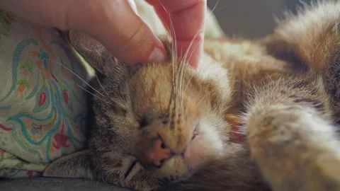 Gently Stroking a Contented Tabby Cat Sleeping Peacefully on a Sofa Stock Footage 332611719
