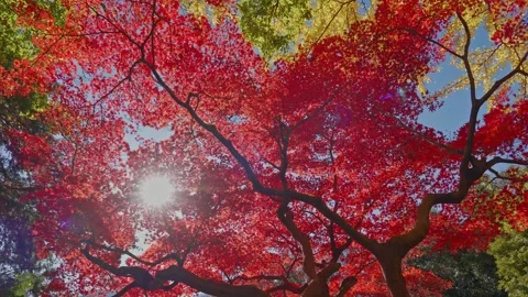 Gently Swaying Autumn Maple Foliage in a Light Breeze Video stock 328132698