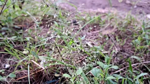 Gently swaying grass Stock-Footage 324837581