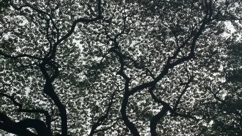 Gently swaying rain tree canopy from below with crow Stock Footage 157644717