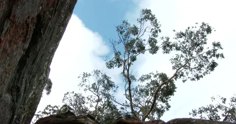 Gently Swaying Tree With Clouds Clip3465 Stock Footage 209414368