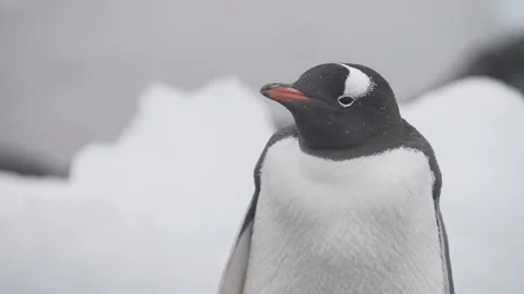 Gento Stock Footage 143570697