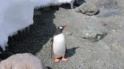 Gentoo penguin. Antarctica 스톡 동영상 33606407