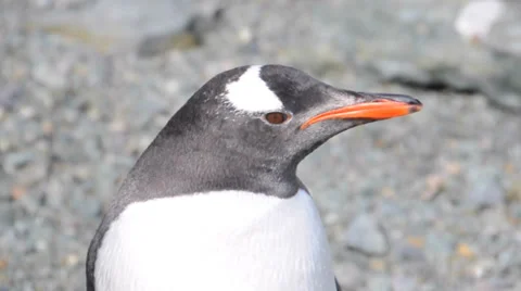 Gentoo penguin. Antarctica 스톡 동영상 33606462