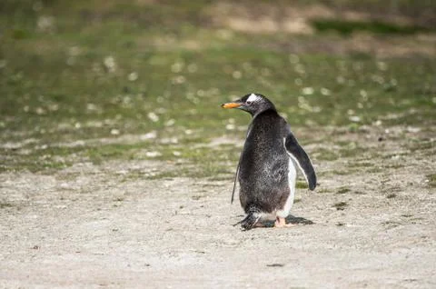 Gentoo penguin from the back Stock Photos