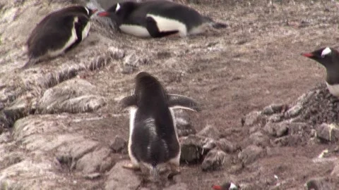 Gentoo Penguin Carrying A Stone Stock Footage 170358061