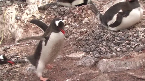 Gentoo Penguin Carrying A Stone Stock Footage 170358077