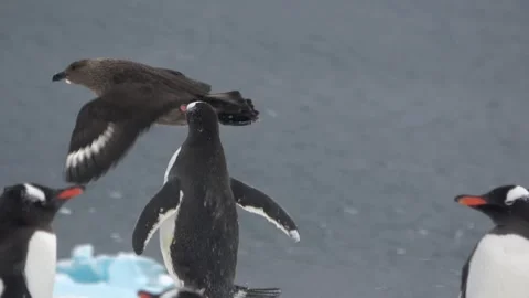 Gentoo penguin chasing skua aggressive behavior Antarctica, 4K Vídeos de archivo 332394286