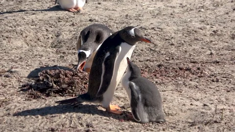 Gentoo penguin chick calling parent nest building, Falkland Islands, 4K Vídeos de archivo 332327610