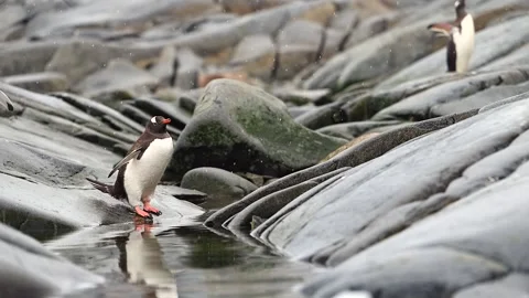 Gentoo Penguin Chick At Catastrophic Moult Stage Drinking Water In Antarctica 库存影片 303650153