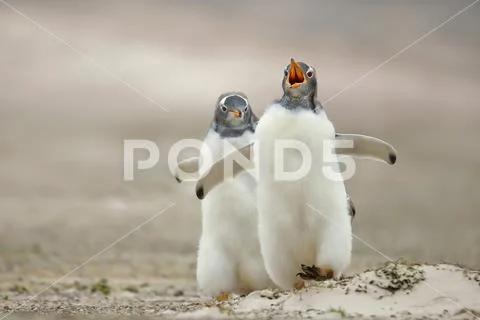 Gentoo penguin chick chasing its sibling on a sandy coast, Falkl Stock Photos