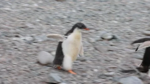 Gentoo Penguin Chick Chasing Parent on Rocky Antarctic Shoreline Wildlife Stock Footage 345138829