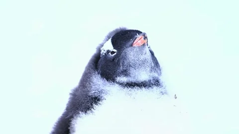 Gentoo penguin chick close up portrait in snow antarctica cold wind. Stock Footage 341131733